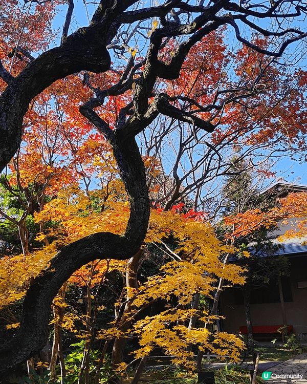 目白庭園免費入場，中央是一個大池子，四周隨處都可以看到別緻的...