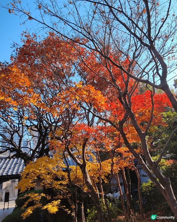 目白庭園免費入場，中央是一個大池子，四周隨處都可以看到別緻的...