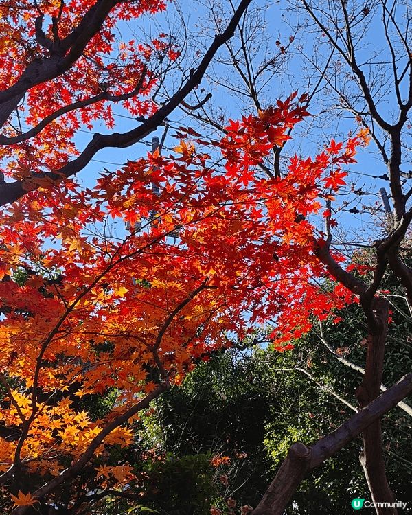 目白庭園免費入場，中央是一個大池子，四周隨處都可以看到別緻的...