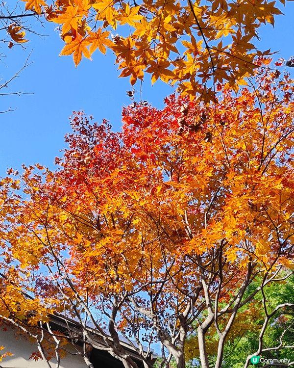 目白庭園免費入場，中央是一個大池子，四周隨處都可以看到別緻的...