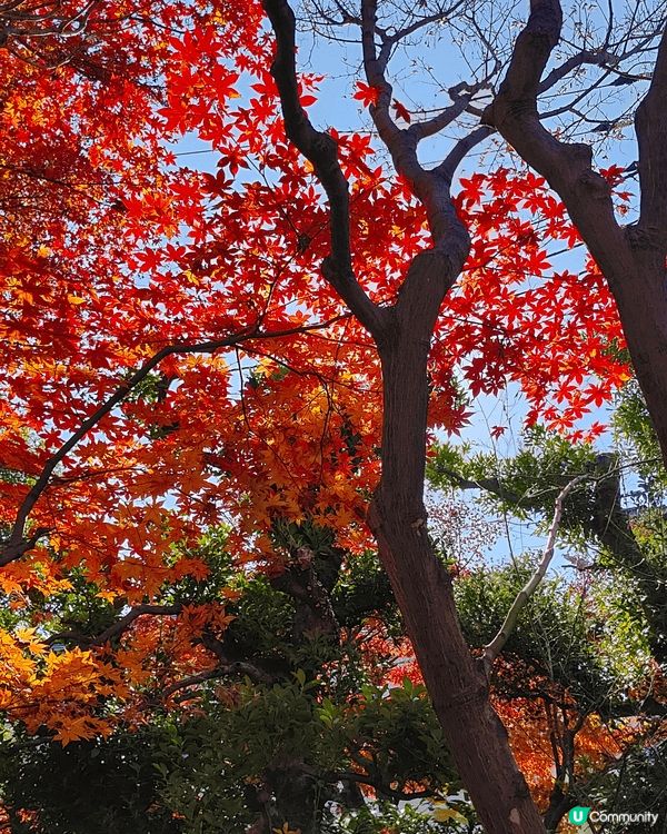 目白庭園免費入場，中央是一個大池子，四周隨處都可以看到別緻的...