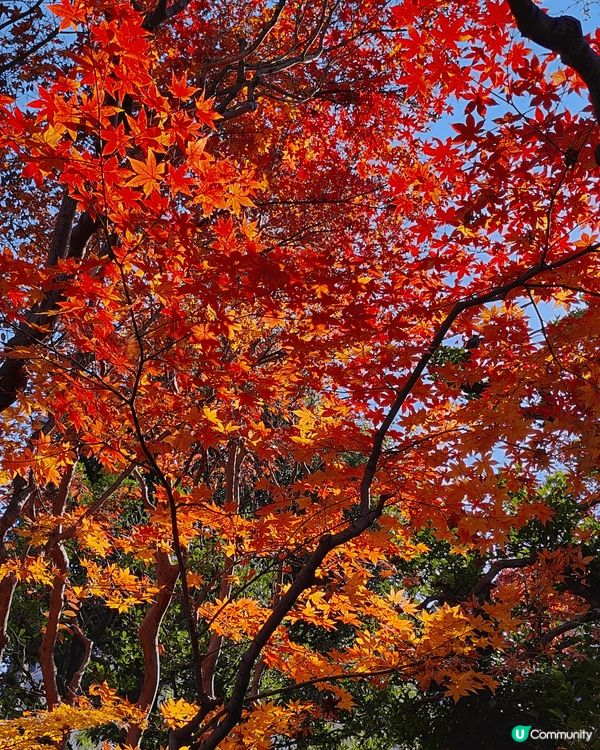 目白庭園免費入場，中央是一個大池子，四周隨處都可以看到別緻的...