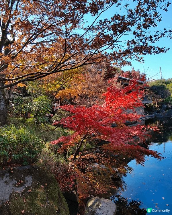 目白庭園免費入場，中央是一個大池子，四周隨處都可以看到別緻的...