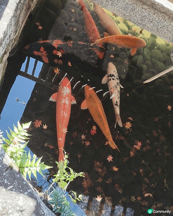目白庭園免費入場，中央是一個大池子，四周隨處都可以看到別緻的...