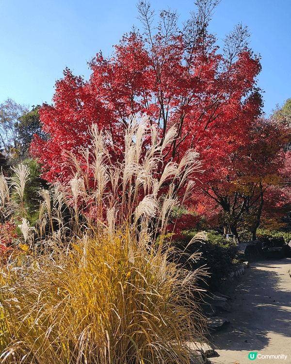 目白庭園免費入場，中央是一個大池子，四周隨處都可以看到別緻的...