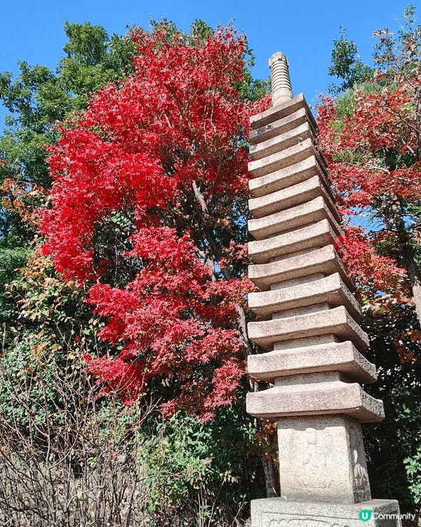 目白庭園免費入場，中央是一個大池子，四周隨處都可以看到別緻的...