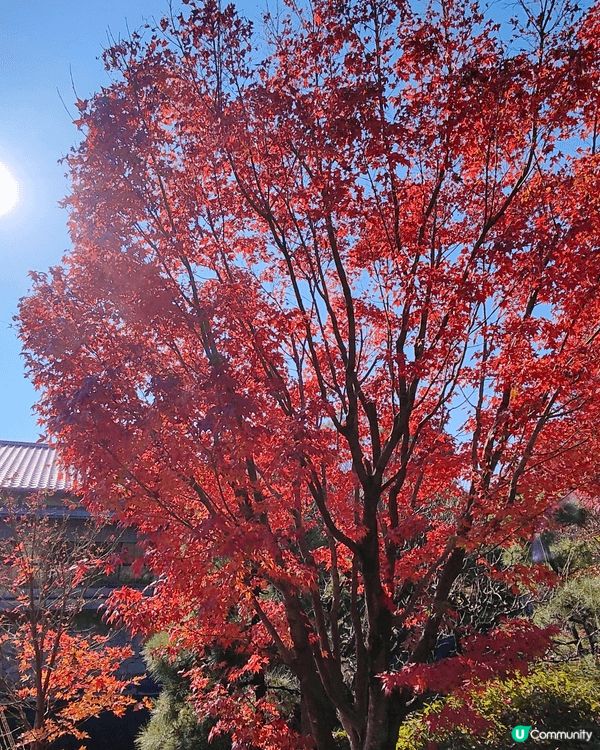 目白庭園免費入場，中央是一個大池子，四周隨處都可以看到別緻的...