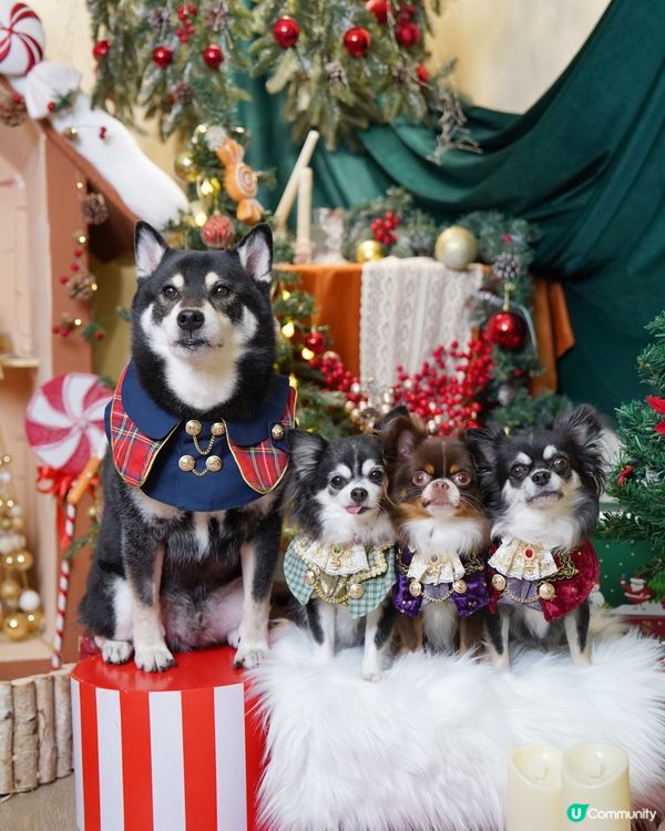 ₍⁽ˊᵕˋ⁾₎❆🎄聖誕我地一齊跑咗好多個場呀*̣̥☆·͙̥‧...