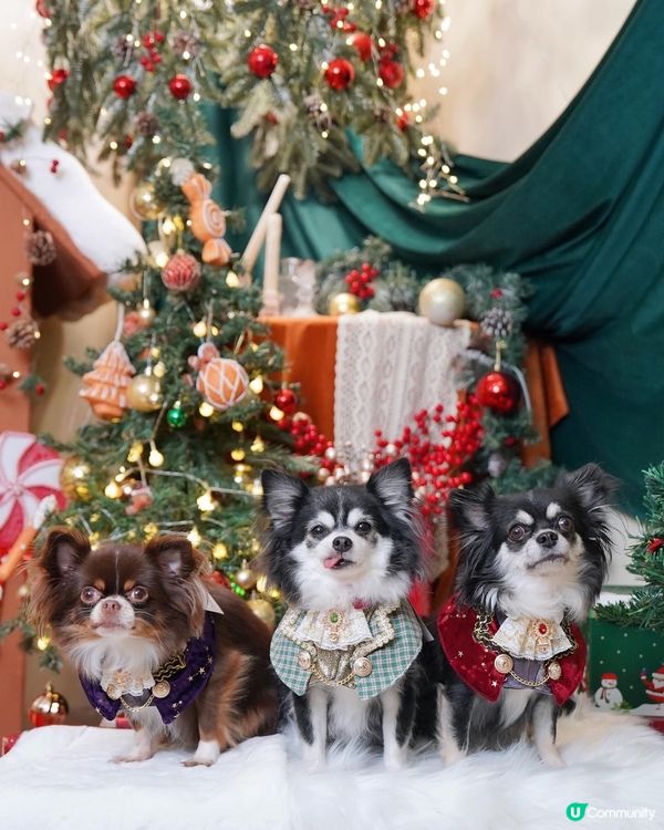 ₍⁽ˊᵕˋ⁾₎❆🎄聖誕我地一齊跑咗好多個場呀*̣̥☆·͙̥‧...