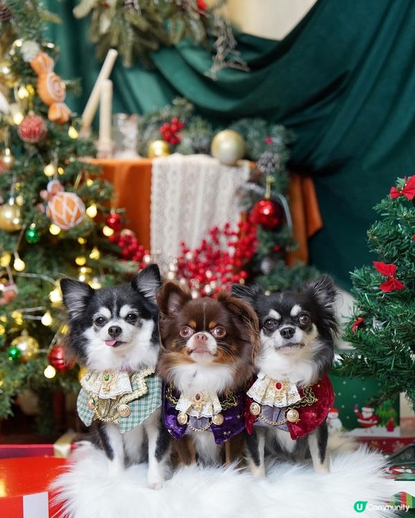 ₍⁽ˊᵕˋ⁾₎❆🎄聖誕我地一齊跑咗好多個場呀*̣̥☆·͙̥‧...