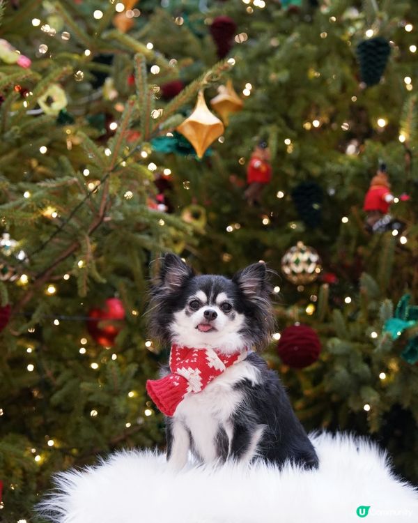 今年影咗第幾棵聖誕樹呢☆*:.｡. o(≧▽≦)o .｡.:...