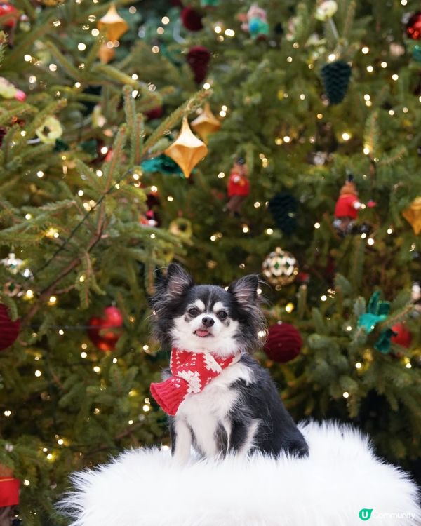 今年影咗第幾棵聖誕樹呢☆*:.｡. o(≧▽≦)o .｡.:...