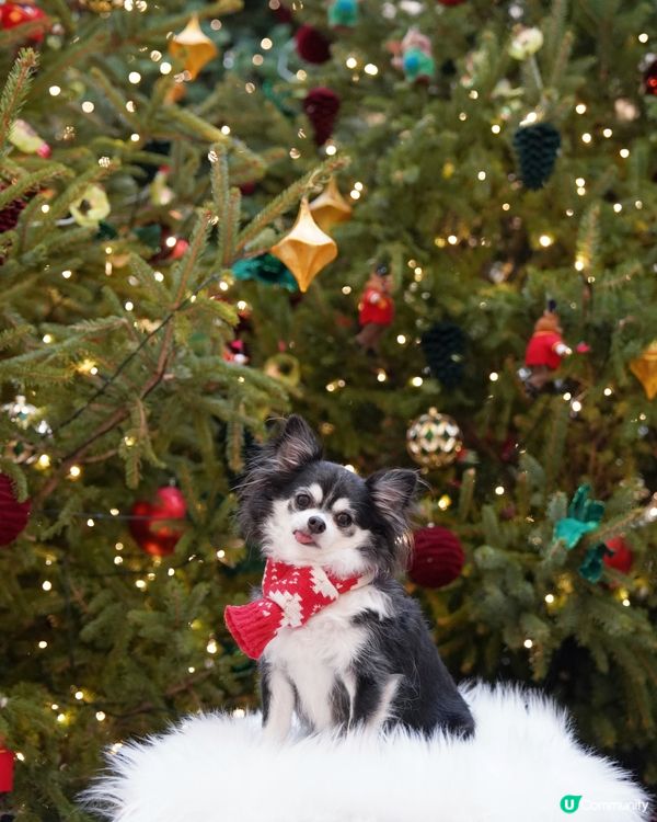 今年影咗第幾棵聖誕樹呢☆*:.｡. o(≧▽≦)o .｡.:...