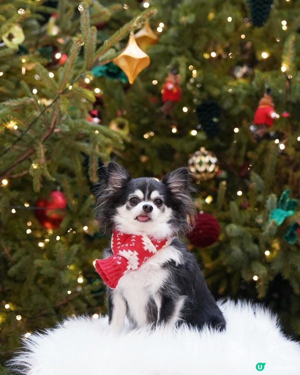 今年影咗第幾棵聖誕樹呢☆*:.｡. o(≧▽≦)o .｡.:...