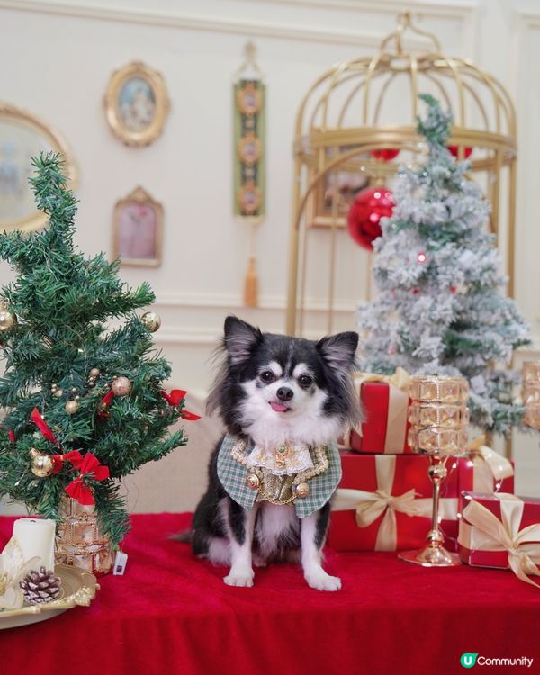 聖誕一定要去Studio影返一輯相🥰✨