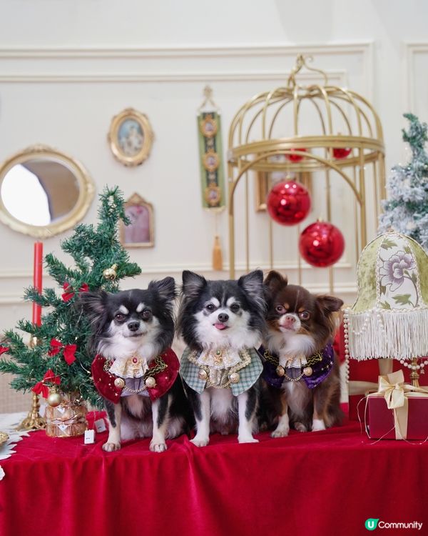 聖誕一定要去Studio影返一輯相🥰✨