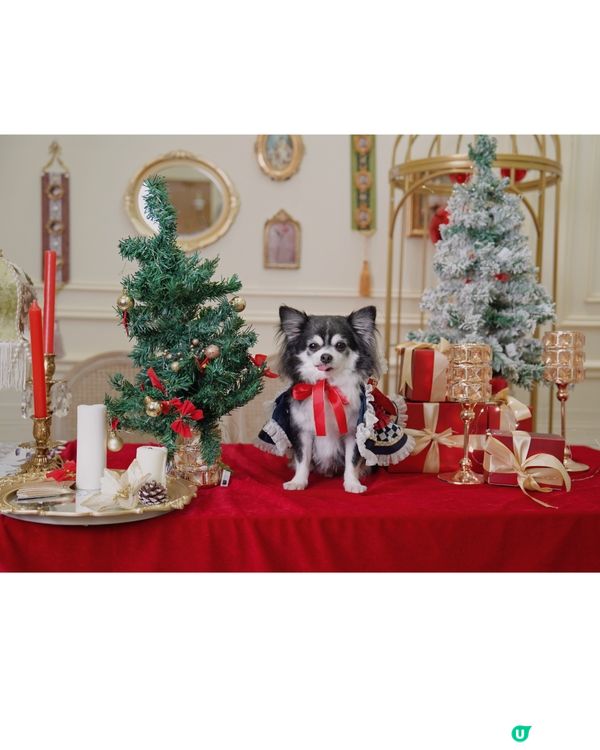 聖誕一定要去Studio影返一輯相🥰✨