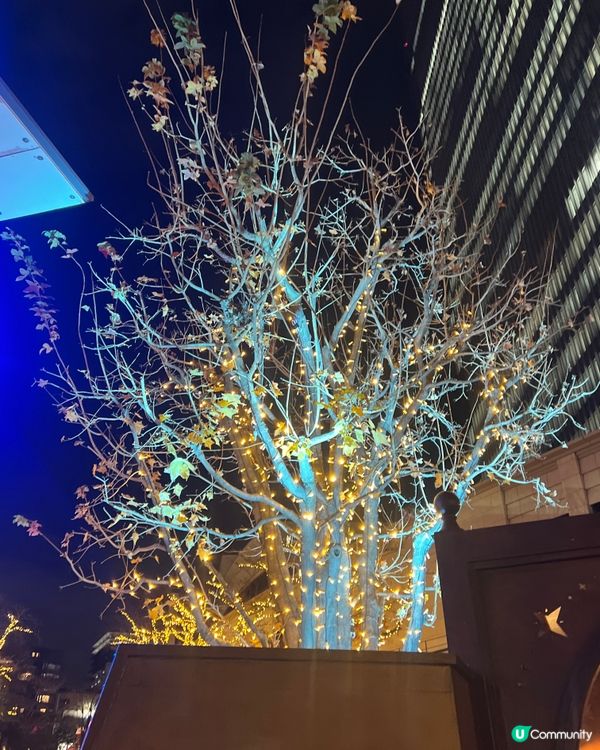 哈利波特聖誕樹🎄✨