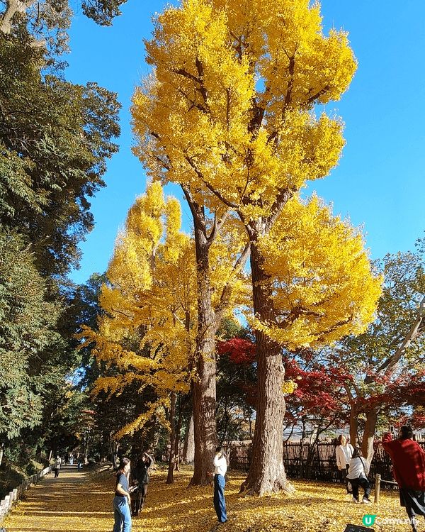 11月下旬去東京，喺新宿御苑外圍，慢慢散步到明治神宮外苑，免...
