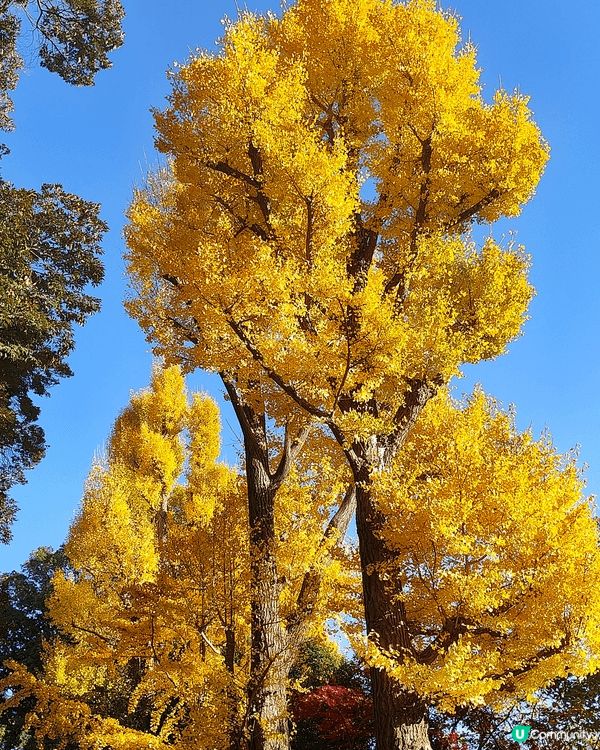 11月下旬去東京，喺新宿御苑外圍，慢慢散步到明治神宮外苑，免...