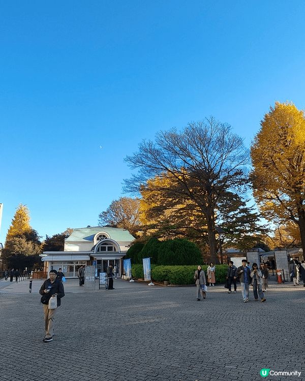 11月下旬去東京，喺新宿御苑外圍，慢慢散步到明治神宮外苑，免...