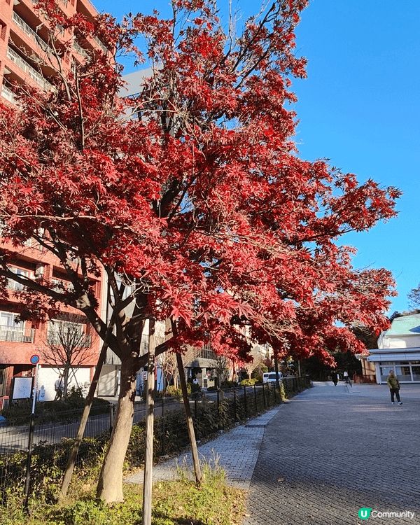 11月下旬去東京，喺新宿御苑外圍，慢慢散步到明治神宮外苑，免...