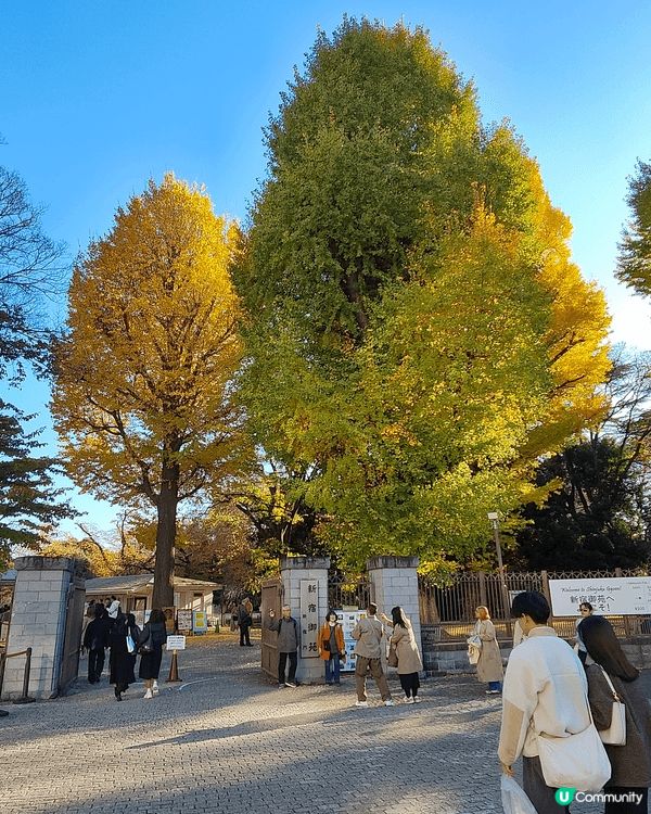 11月下旬去東京，喺新宿御苑外圍，慢慢散步到明治神宮外苑，免...