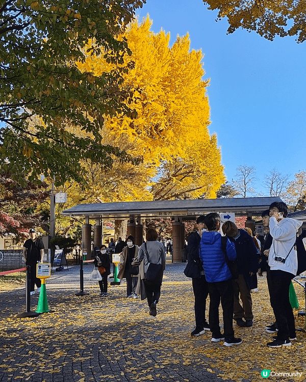11月下旬去東京，喺新宿御苑外圍，慢慢散步到明治神宮外苑，免...