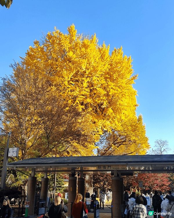 11月下旬去東京，喺新宿御苑外圍，慢慢散步到明治神宮外苑，免...