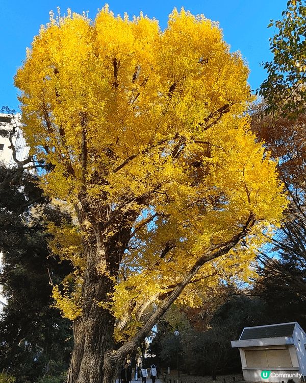 11月下旬去東京，喺新宿御苑外圍，慢慢散步到明治神宮外苑，免...