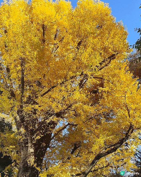 11月下旬去東京，喺新宿御苑外圍，慢慢散步到明治神宮外苑，免...