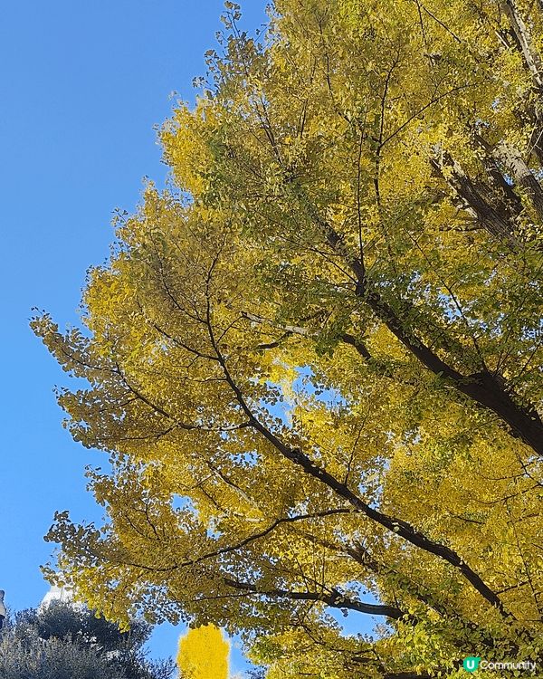 11月下旬去東京，喺新宿御苑外圍，慢慢散步到明治神宮外苑，免...