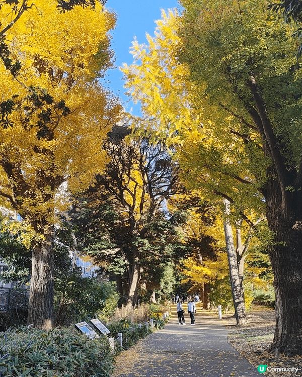 11月下旬去東京，喺新宿御苑外圍，慢慢散步到明治神宮外苑，免...