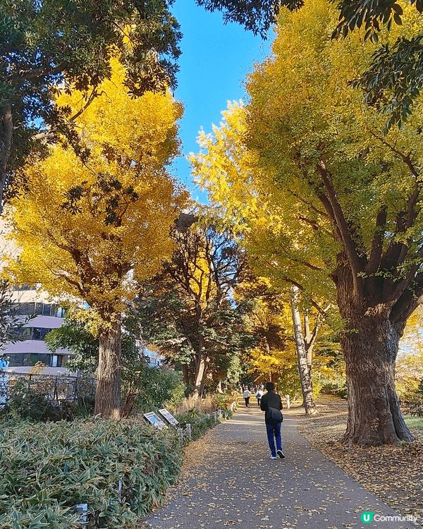 11月下旬去東京，喺新宿御苑外圍，慢慢散步到明治神宮外苑，免...