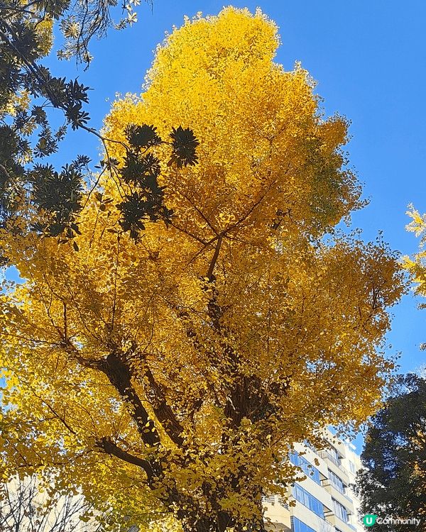 11月下旬去東京，喺新宿御苑外圍，慢慢散步到明治神宮外苑，免...