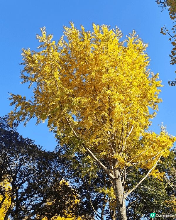 11月下旬去東京，喺新宿御苑外圍，慢慢散步到明治神宮外苑，免...