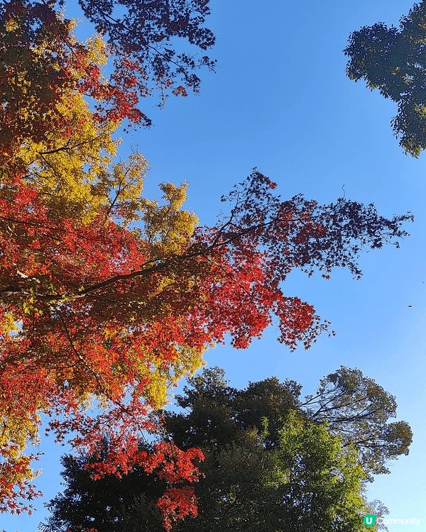 11月下旬去東京，喺新宿御苑外圍，慢慢散步到明治神宮外苑，免...