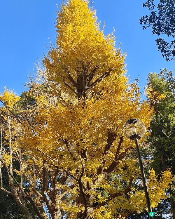 11月下旬去東京，喺新宿御苑外圍，慢慢散步到明治神宮外苑，免...