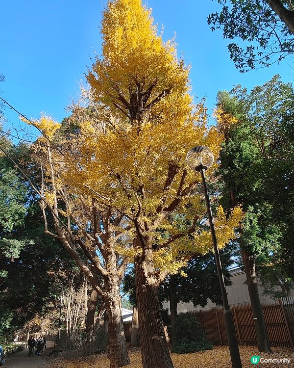 11月下旬去東京，喺新宿御苑外圍，慢慢散步到明治神宮外苑，免...