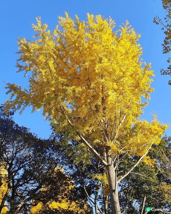 11月下旬去東京，喺新宿御苑外圍，慢慢散步到明治神宮外苑，免...