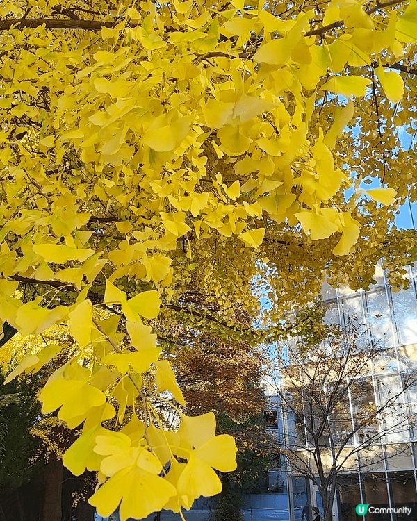 11月下旬去東京，喺新宿御苑外圍，慢慢散步到明治神宮外苑，免...