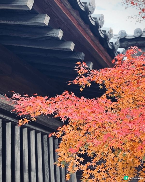 福岡的紅葉季節通常從 11月中旬持續到12月上旬。太宰府神社...
