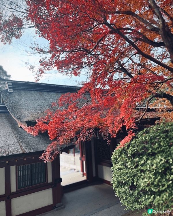 福岡的紅葉季節通常從 11月中旬持續到12月上旬。太宰府神社...