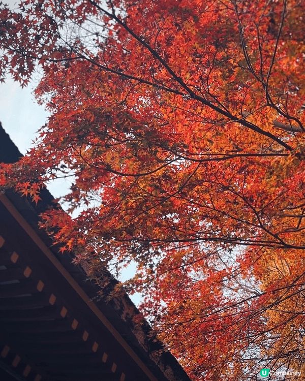 福岡的紅葉季節通常從 11月中旬持續到12月上旬。太宰府神社...