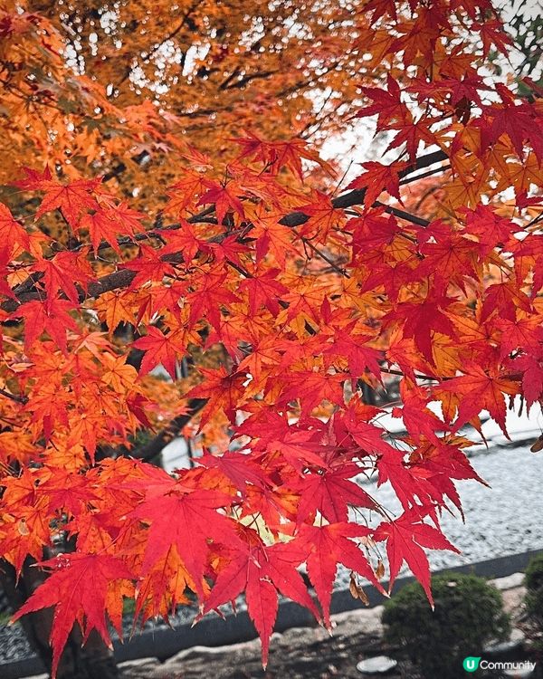 福岡的紅葉季節通常從 11月中旬持續到12月上旬。太宰府神社...