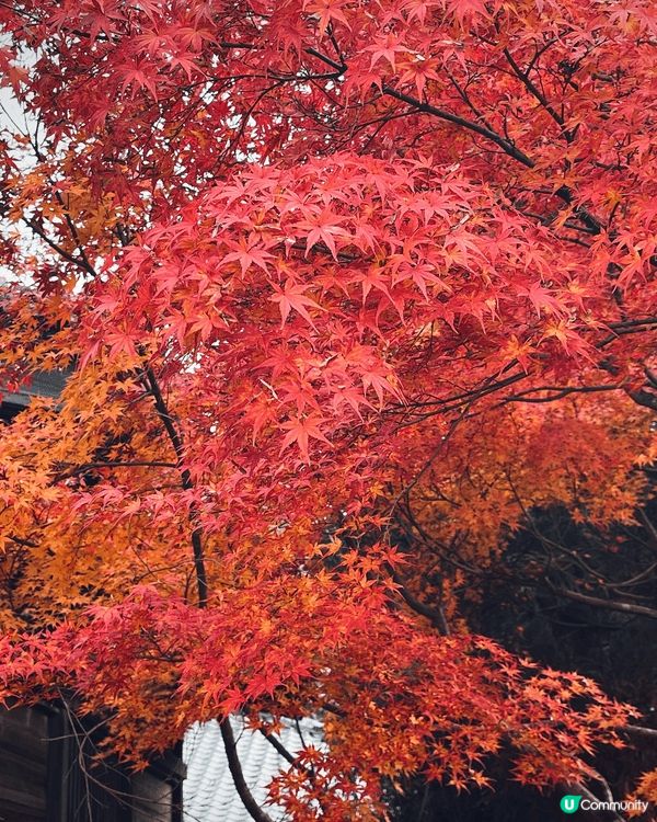 福岡的紅葉季節通常從 11月中旬持續到12月上旬。太宰府神社...