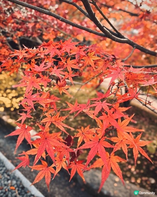 福岡的紅葉季節通常從 11月中旬持續到12月上旬。太宰府神社...