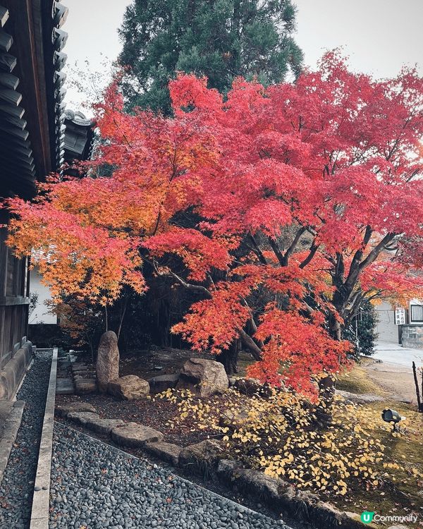 福岡的紅葉季節通常從 11月中旬持續到12月上旬。太宰府神社...