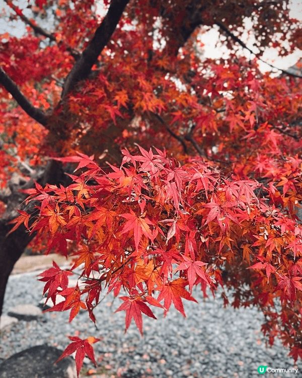 福岡的紅葉季節通常從 11月中旬持續到12月上旬。太宰府神社...