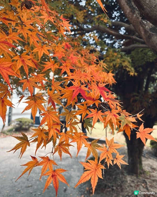 福岡的紅葉季節通常從 11月中旬持續到12月上旬。太宰府神社...